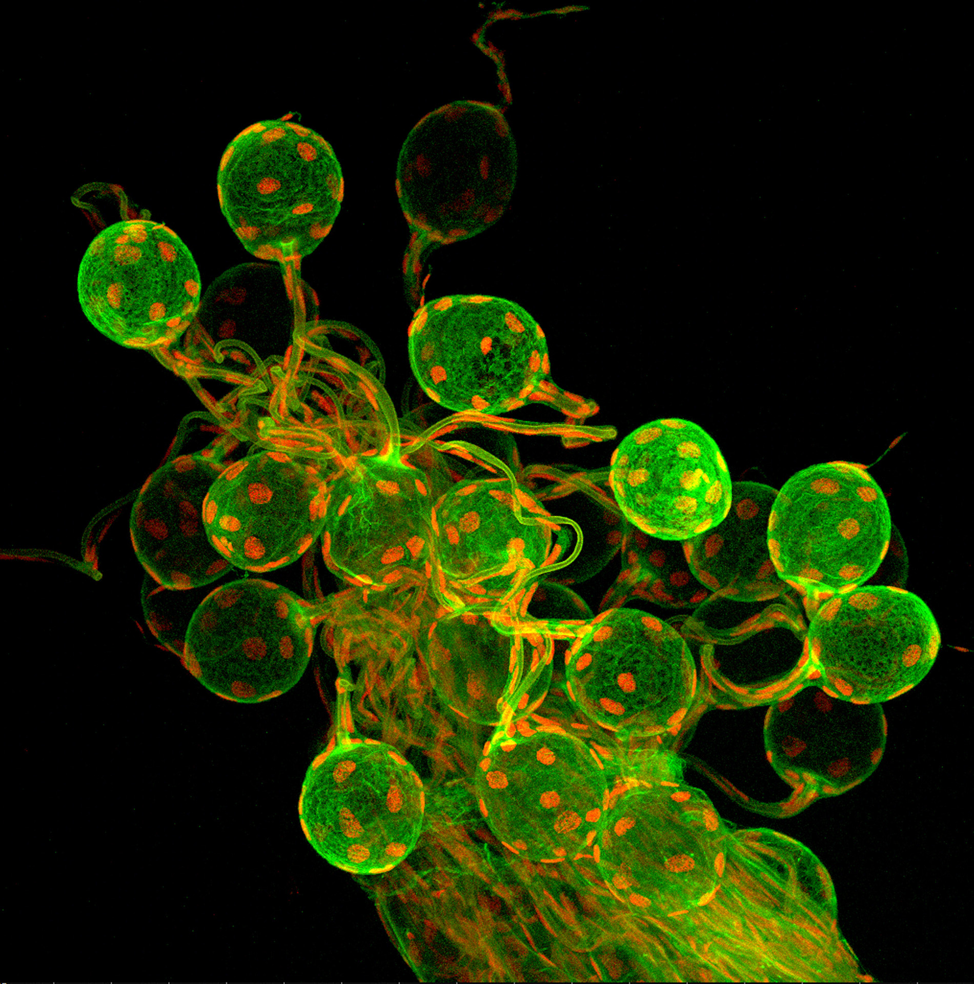 林明德於2019年Olympus年度影像大賽的獲獎作品──米爾頓釉小蜂卵巢內的卵。