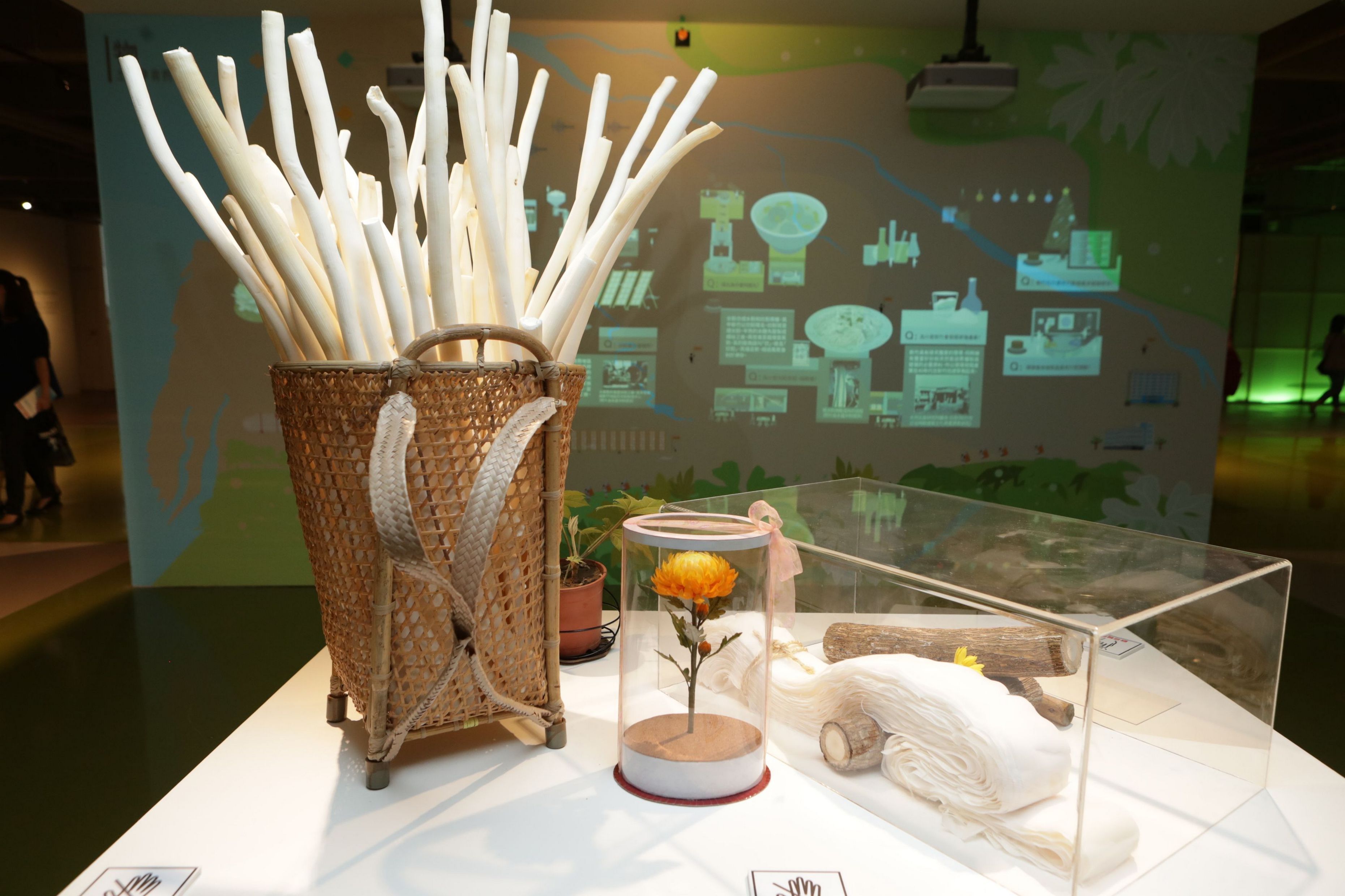 蓪草心與蓪草紙