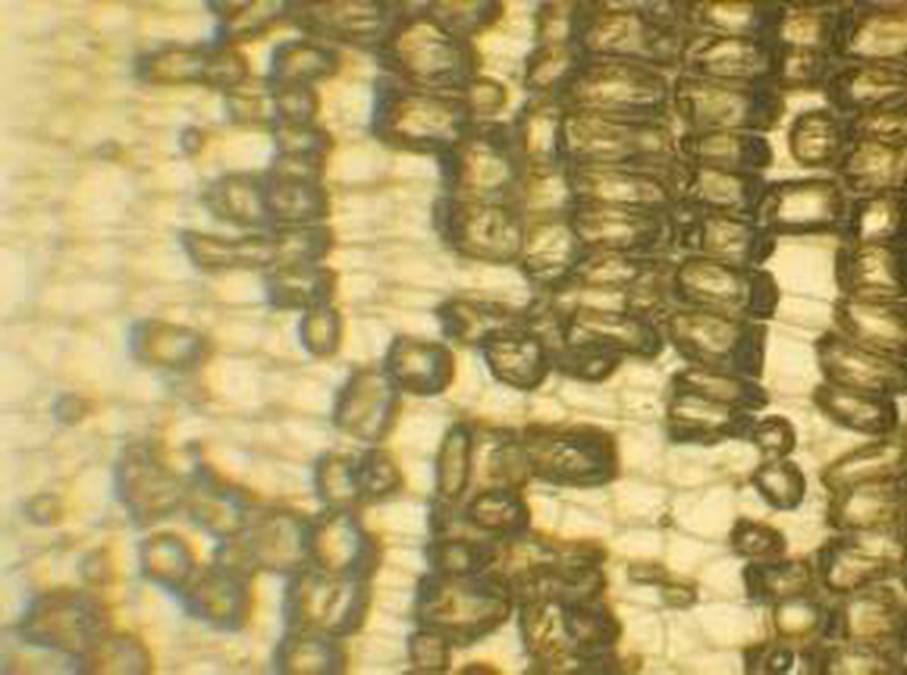 蓪草紙的微細構造