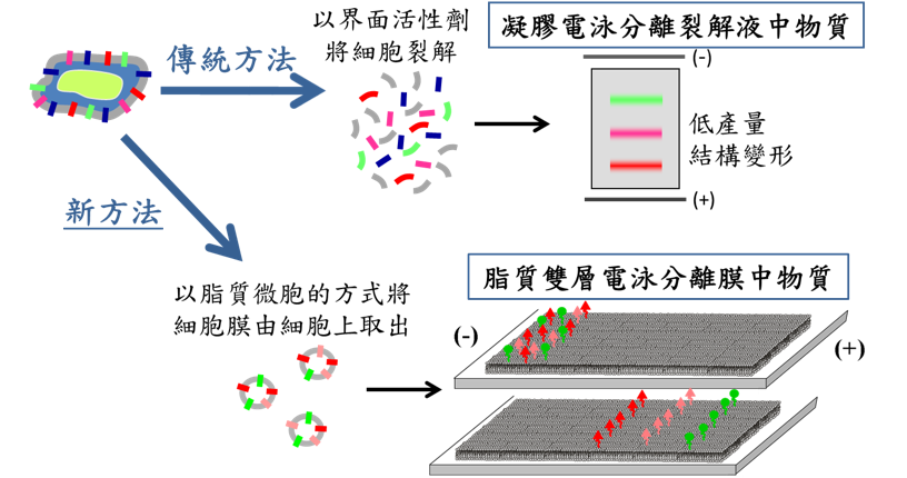 膜蛋白平台示意圖